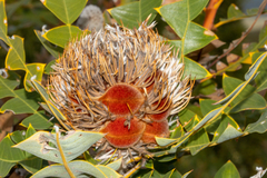 Banksia baxteri