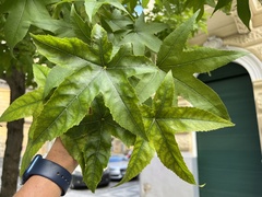 Liquidambar styraciflua