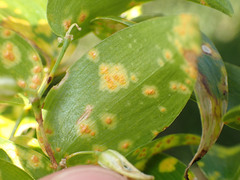 Puccinia myrsiphylli