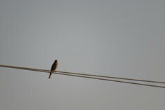 Emberiza leucocephalos