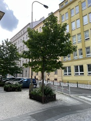 Liquidambar styraciflua