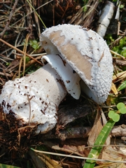 Amanita excelsa