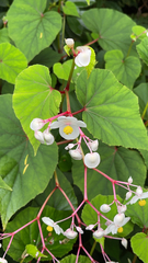 Begonia grandis