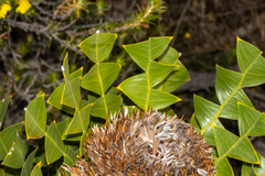 Banksia baxteri