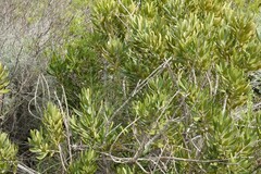 Hyaenanche globosa