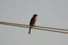 Emberiza leucocephalos
