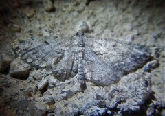 Peribatodes rhomboidaria
