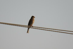 Emberiza leucocephalos