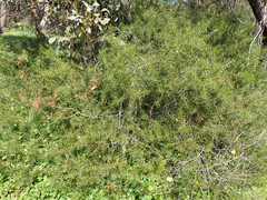 Acacia rupicola