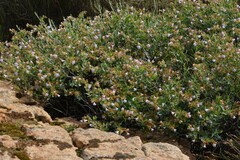 Lobostemon glaucophyllus