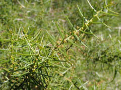 Acacia rupicola