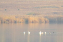 Cygnus columbianus bewickii
