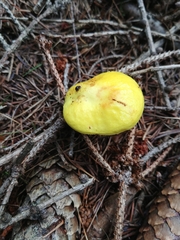 Suillus grevillei