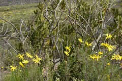 Euryops speciosissimus