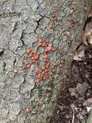 Hypoxylon fragiforme