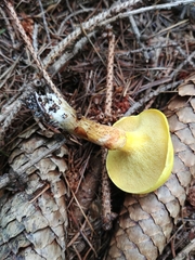 Suillus grevillei