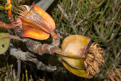 Eucalyptus tetraptera