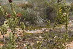 Protea glabra