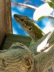 Podarcis siculus siculus