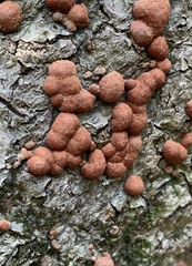 Hypoxylon fragiforme