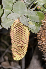 Banksia lemanniana