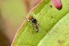 Simuliidae