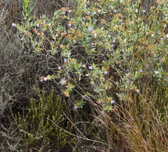 Lobostemon glaucophyllus