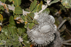 Banksia lemanniana