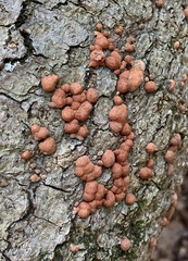 Hypoxylon fragiforme