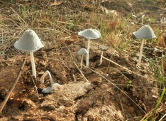 Coprinopsis nivea
