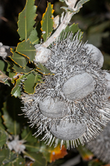Banksia lemanniana