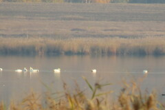 Cygnus columbianus bewickii