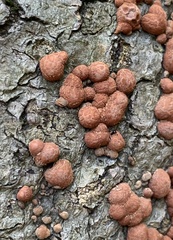 Hypoxylon fragiforme