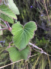Pelargonium cordifolium