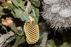 Banksia lemanniana