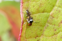 Simuliidae