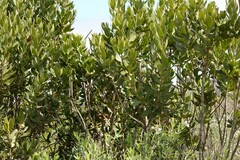Hyaenanche globosa