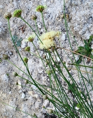 Cephalaria uralensis