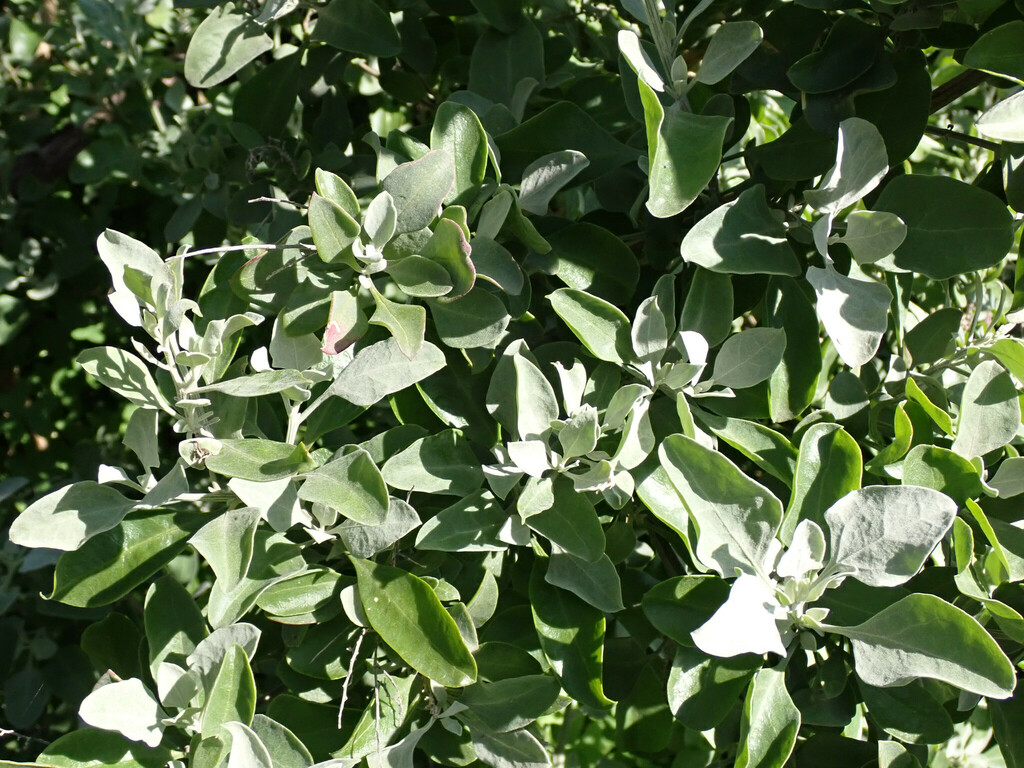 Fragrant Saltbush from Onkaparinga River National Park, SA, Australia ...