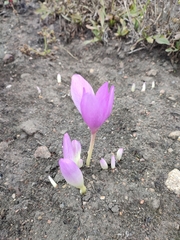 Colchicum
