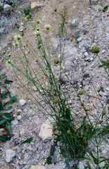 Cephalaria uralensis