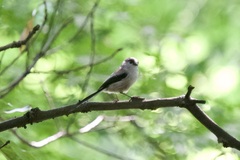 Aegithalos caudatus trivirgatus