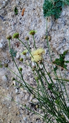 Cephalaria uralensis