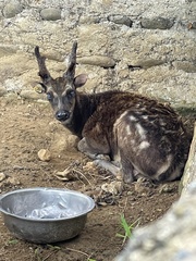 Rusa alfredi