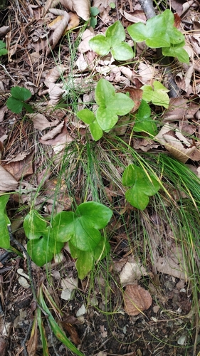 Image of Hepatica asiatica by (c) Tatyana Petrenko, some rights reserved (CC BY)