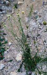 Cephalaria uralensis