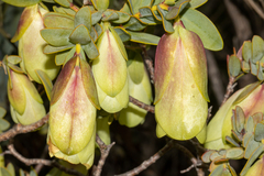 Pimelea physodes