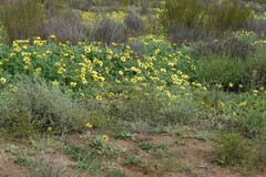 Arctotheca calendula