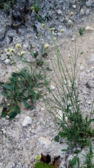 Cephalaria uralensis