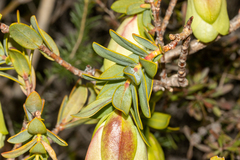 Pimelea physodes
